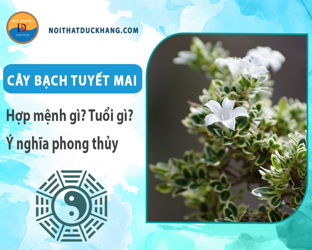 Cây bạch tuyết mai hợp mệnh gì? Tuổi gì? Ý nghĩa phong thủy