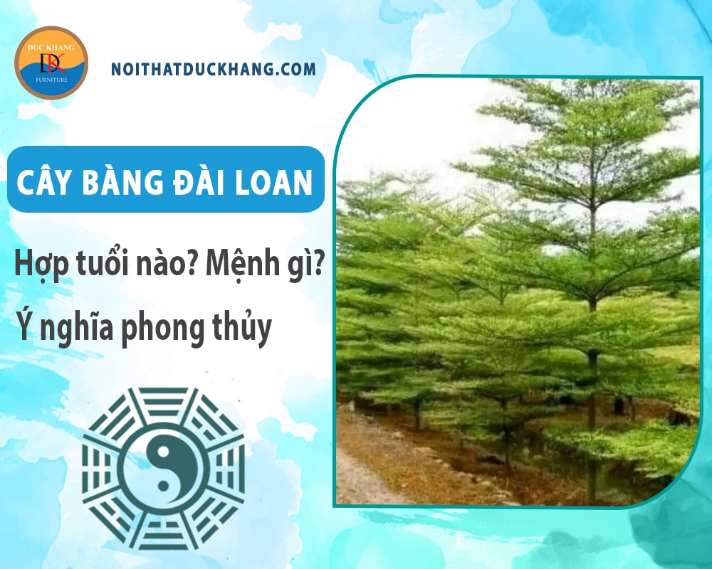 Cây bàng đài loan hợp tuổi nào? Mệnh gì? Ý nghĩa phong thủy?