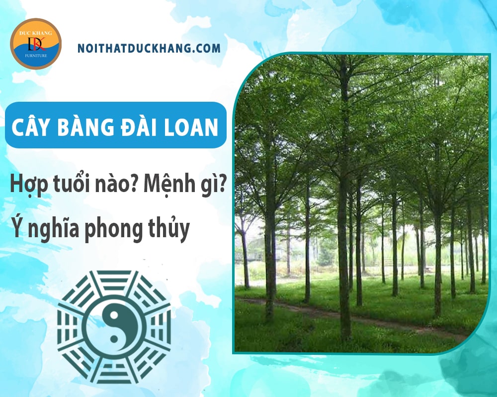 Cây bàng đài loan hợp tuổi nào? Mệnh gì? Ý nghĩa phong thủy?