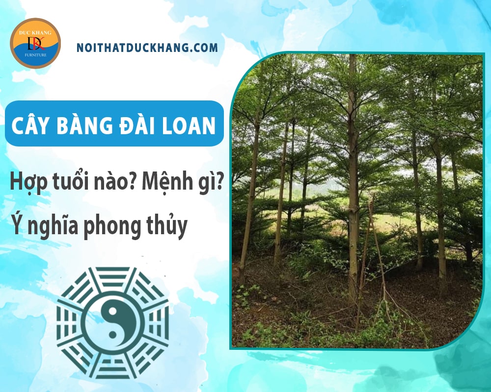 Cây bàng đài loan hợp tuổi nào? Mệnh gì? Ý nghĩa phong thủy?