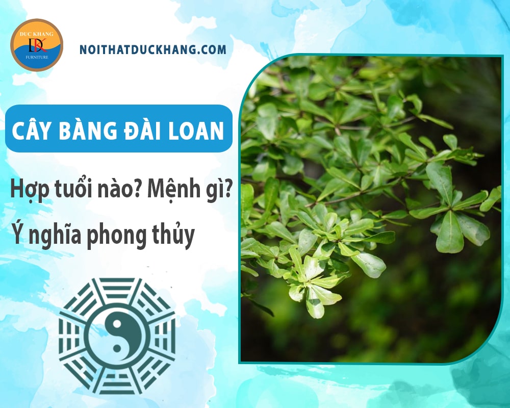 Cây bàng đài loan hợp tuổi nào? Mệnh gì? Ý nghĩa phong thủy?