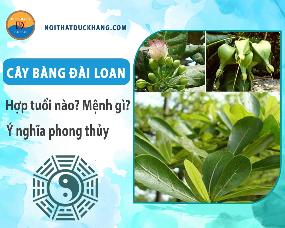 Cây bàng đài loan hợp tuổi nào? Mệnh gì? Ý nghĩa phong thủy?