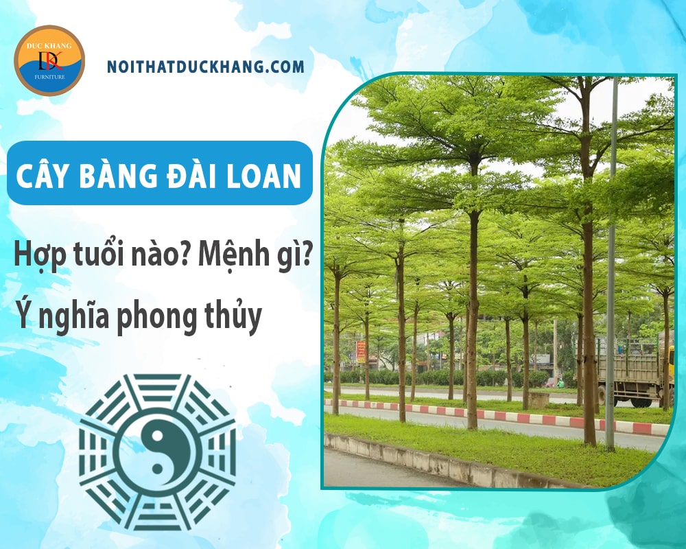 Cây bàng đài loan hợp tuổi nào? Mệnh gì? Ý nghĩa phong thủy?