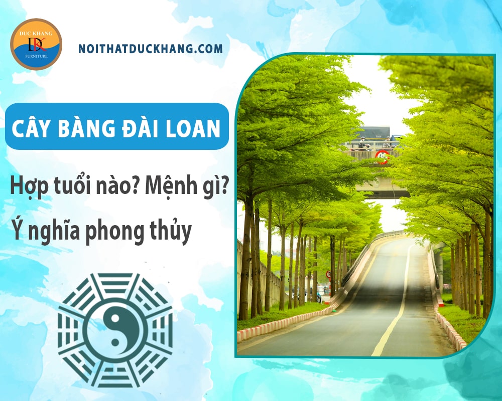 Cây bàng đài loan hợp tuổi nào? Mệnh gì? Ý nghĩa phong thủy?