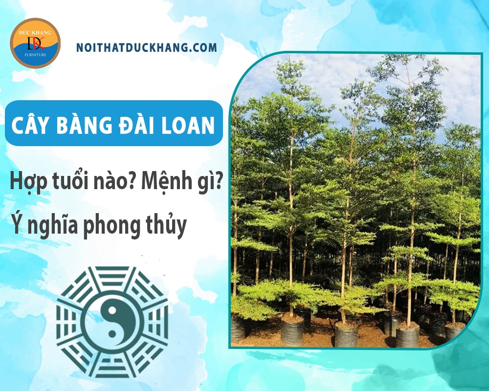 Cây bàng đài loan hợp tuổi nào? Mệnh gì? Ý nghĩa phong thủy?