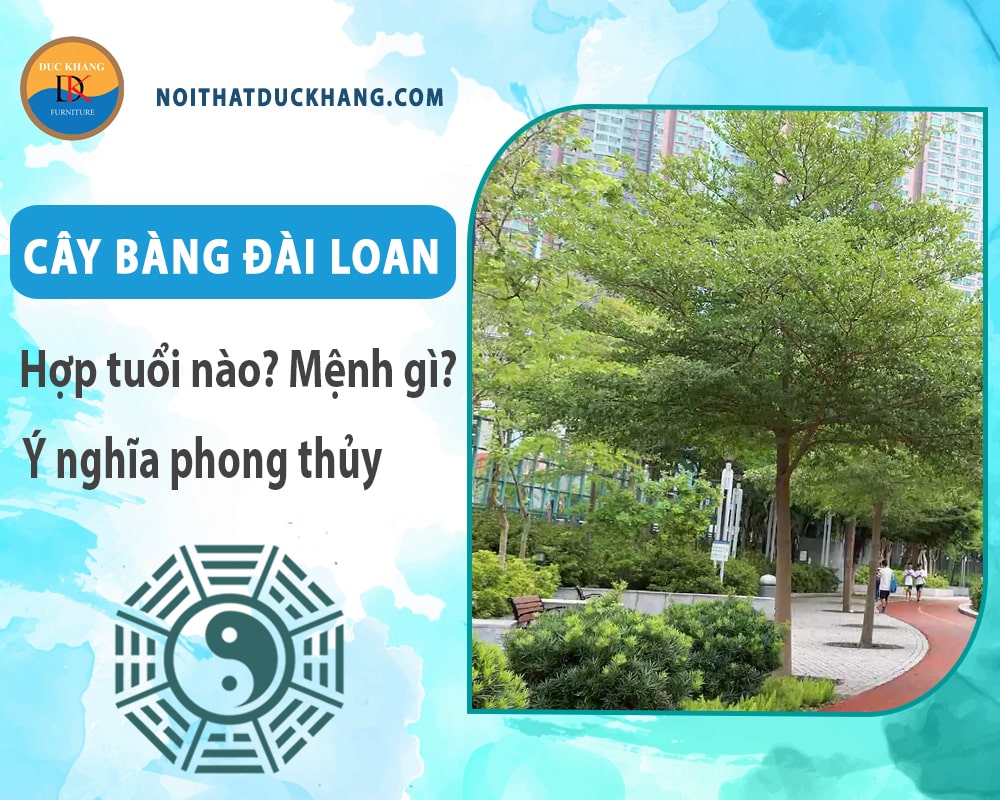 Cây bàng đài loan hợp tuổi nào? Mệnh gì? Ý nghĩa phong thủy?