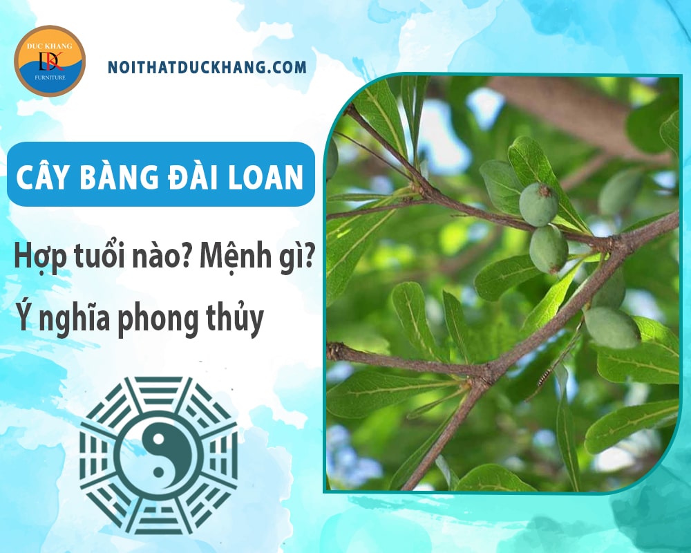 Cây bàng đài loan hợp tuổi nào? Mệnh gì? Ý nghĩa phong thủy?