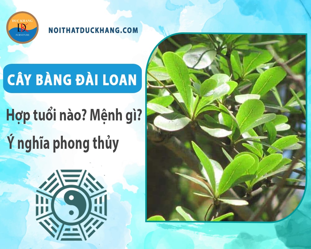 Cây bàng đài loan hợp tuổi nào? Mệnh gì? Ý nghĩa phong thủy?