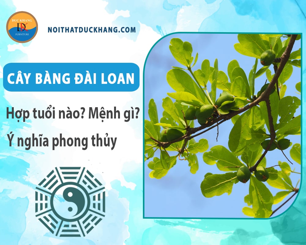 Cây bàng đài loan hợp tuổi nào? Mệnh gì? Ý nghĩa phong thủy?