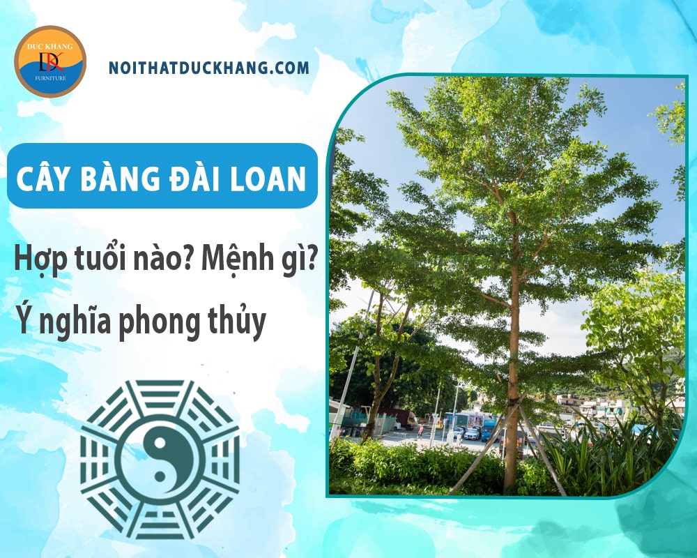 Cây bàng đài loan hợp tuổi nào? Mệnh gì? Ý nghĩa phong thủy?