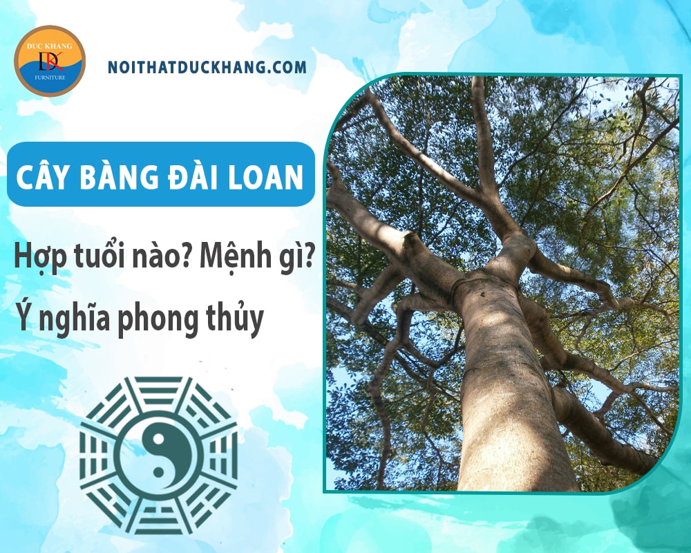 Cây bàng đài loan hợp tuổi nào? Mệnh gì? Ý nghĩa phong thủy?