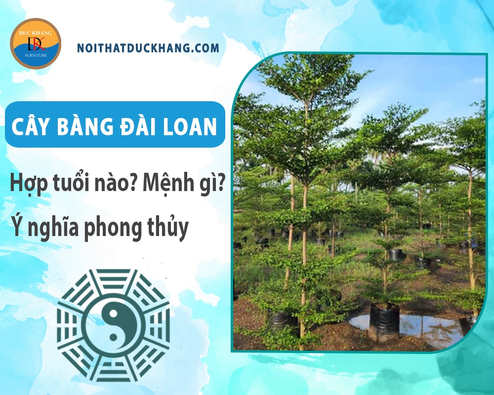 Cây bàng đài loan hợp tuổi nào? Mệnh gì? Ý nghĩa phong thủy?