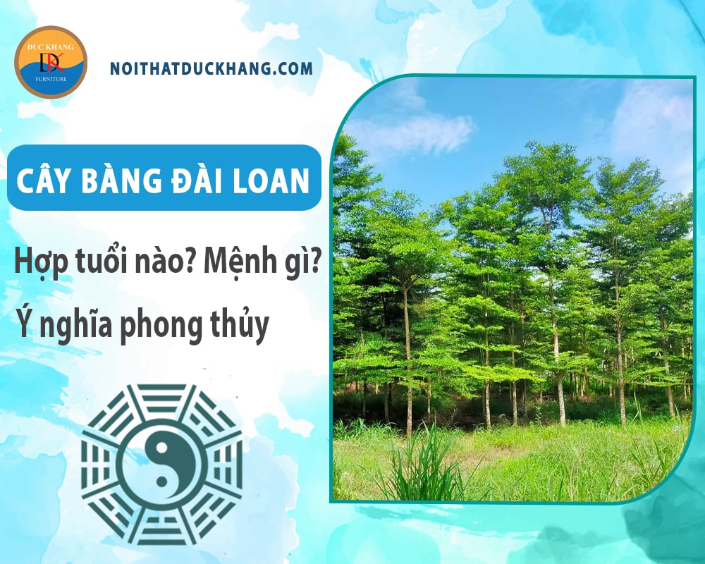 Cây bàng đài loan hợp tuổi nào? Mệnh gì? Ý nghĩa phong thủy?