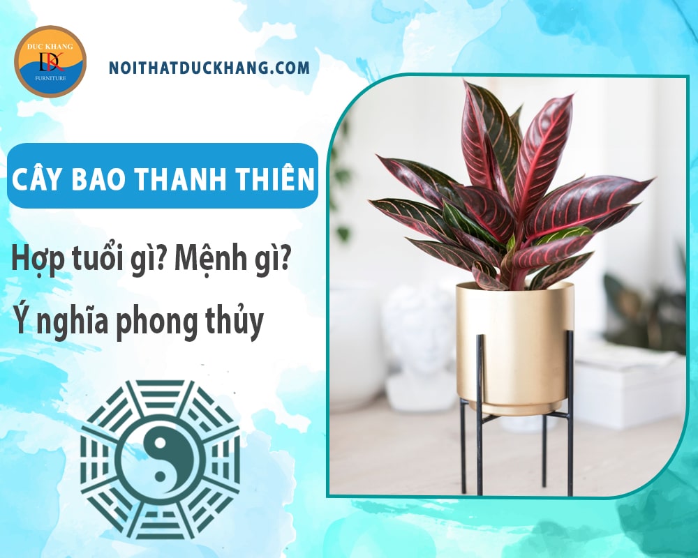 Cây bao thanh thiên hợp tuổi gì? Mệnh gì? Ý nghĩa phong thủy?