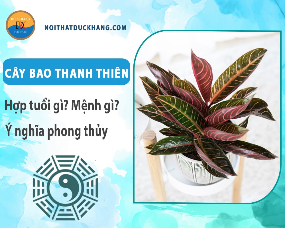 Cây bao thanh thiên hợp tuổi gì? Mệnh gì? Ý nghĩa phong thủy?