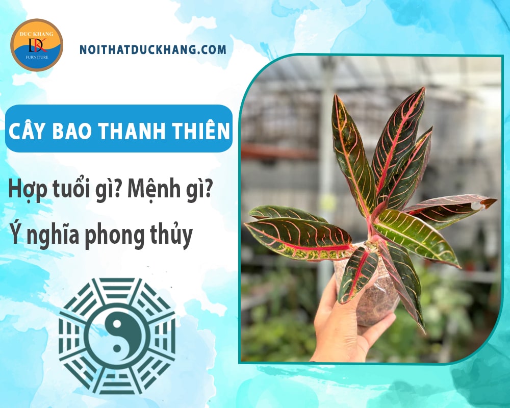 Cây bao thanh thiên hợp tuổi gì? Mệnh gì? Ý nghĩa phong thủy?