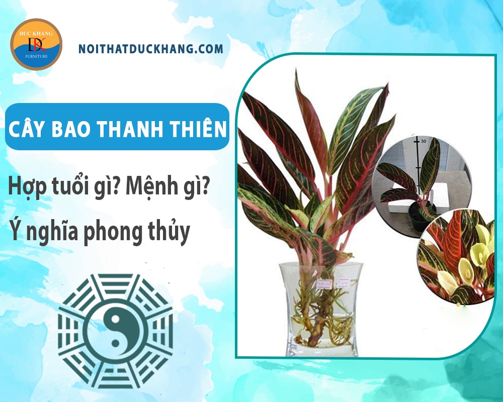 Cây bao thanh thiên hợp tuổi gì? Mệnh gì? Ý nghĩa phong thủy?