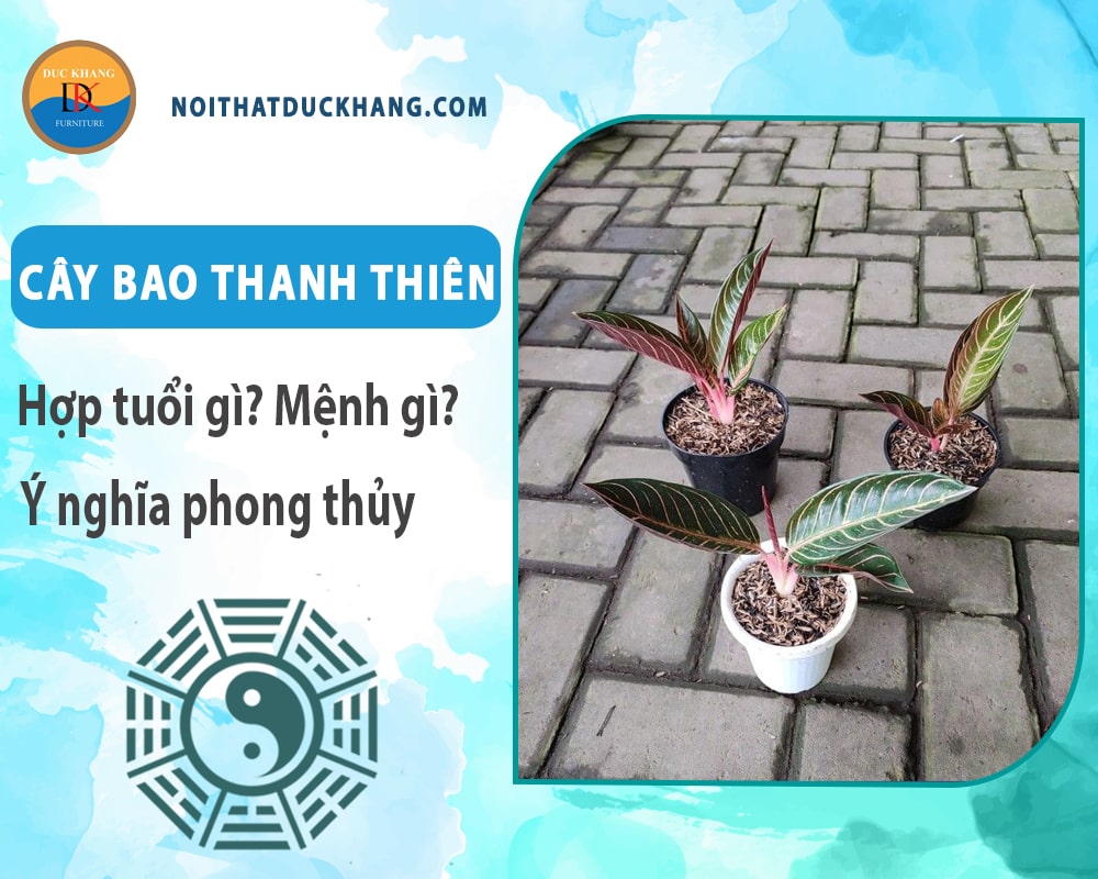 Cây bao thanh thiên hợp tuổi gì? Mệnh gì? Ý nghĩa phong thủy?