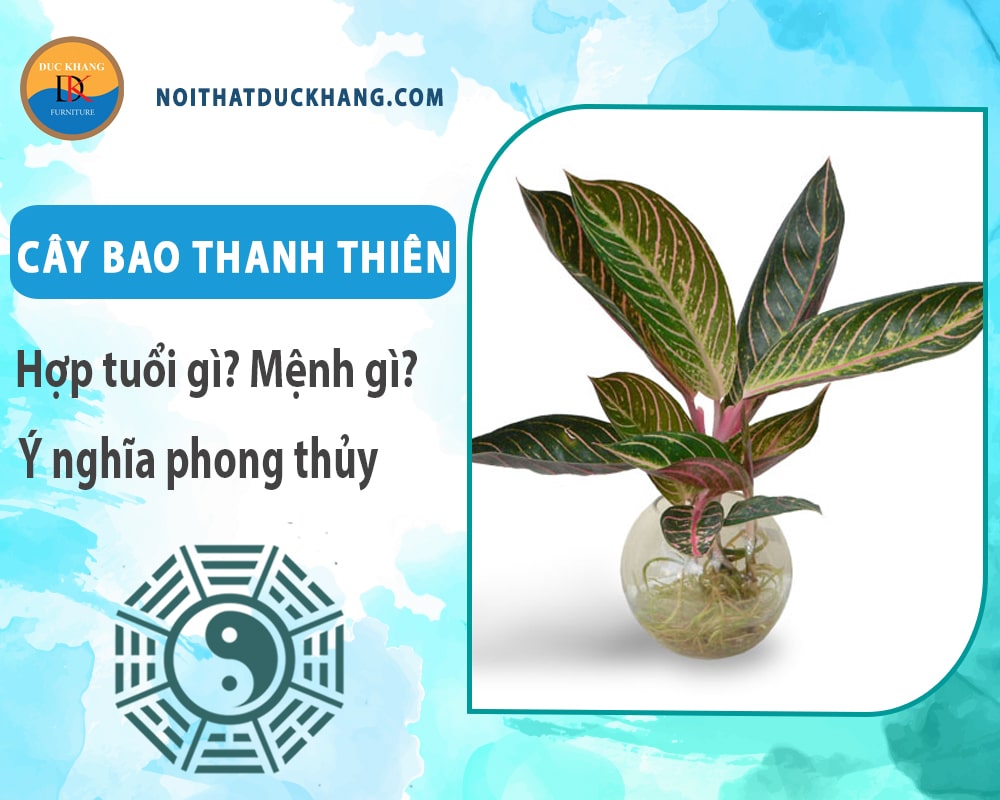 Cây bao thanh thiên hợp tuổi gì? Mệnh gì? Ý nghĩa phong thủy?