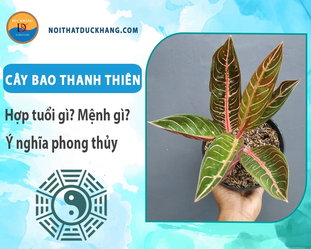 Cây bao thanh thiên hợp tuổi gì? Mệnh gì? Ý nghĩa phong thủy?