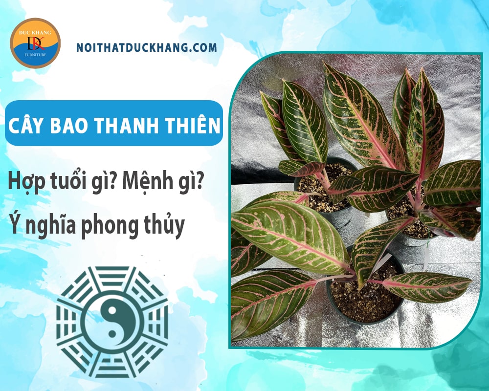 Cây bao thanh thiên hợp tuổi gì? Mệnh gì? Ý nghĩa phong thủy?