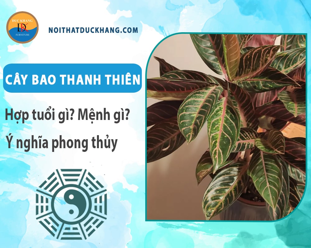 Cây bao thanh thiên hợp tuổi gì? Mệnh gì? Ý nghĩa phong thủy?