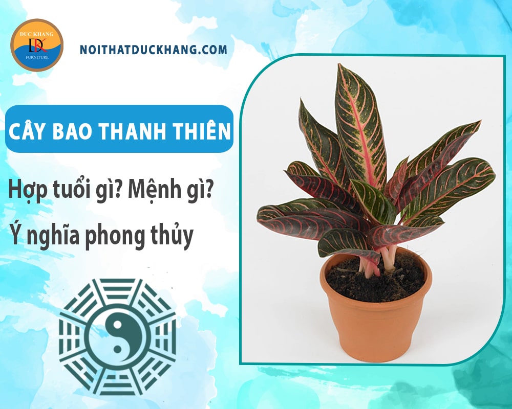 Cây bao thanh thiên hợp tuổi gì? Mệnh gì? Ý nghĩa phong thủy?