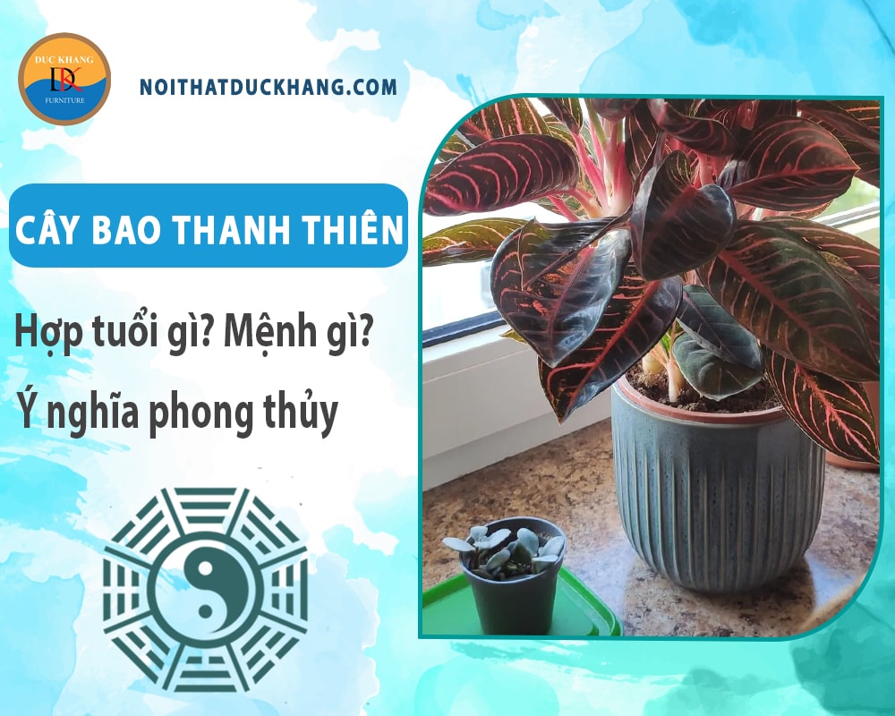 Cây bao thanh thiên hợp tuổi gì? Mệnh gì? Ý nghĩa phong thủy?