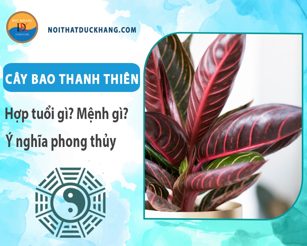 Cây bao thanh thiên hợp tuổi gì? Mệnh gì? Ý nghĩa phong thủy?