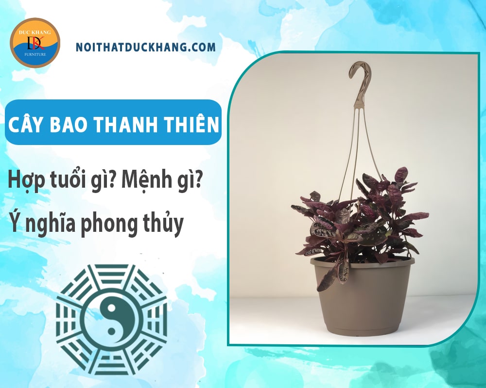 Cây bao thanh thiên hợp tuổi gì? Mệnh gì? Ý nghĩa phong thủy?