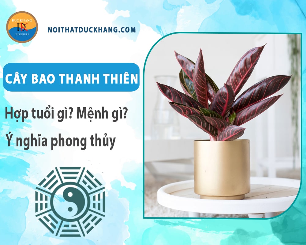 Cây bao thanh thiên hợp tuổi gì? Mệnh gì? Ý nghĩa phong thủy?