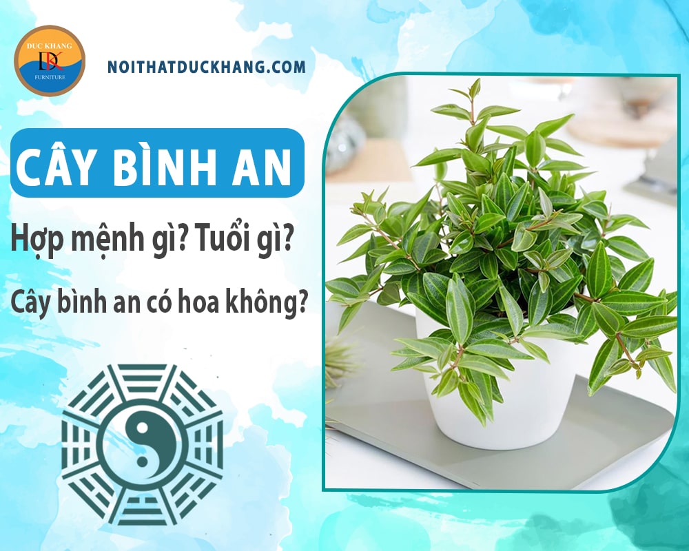 Cây bình an hợp mệnh gì? Tuổi gì? Cây bình an có hoa không?