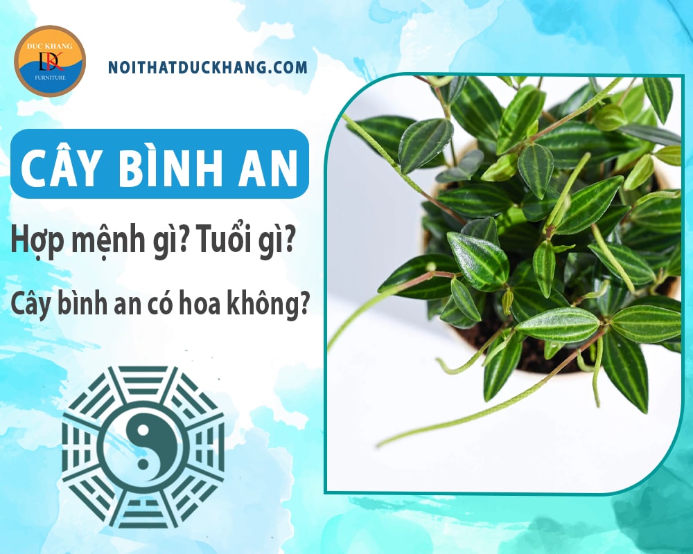 Cây bình an hợp mệnh gì? Tuổi gì? Cây bình an có hoa không?