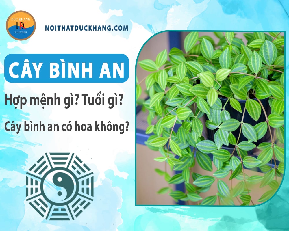Cây bình an hợp mệnh gì? Tuổi gì? Cây bình an có hoa không?