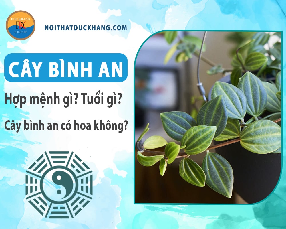 Cây bình an hợp mệnh gì? Tuổi gì? Cây bình an có hoa không?