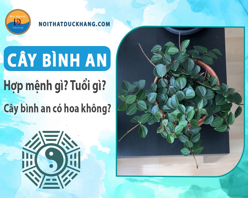 Cây bình an hợp mệnh gì? Tuổi gì? Cây bình an có hoa không?