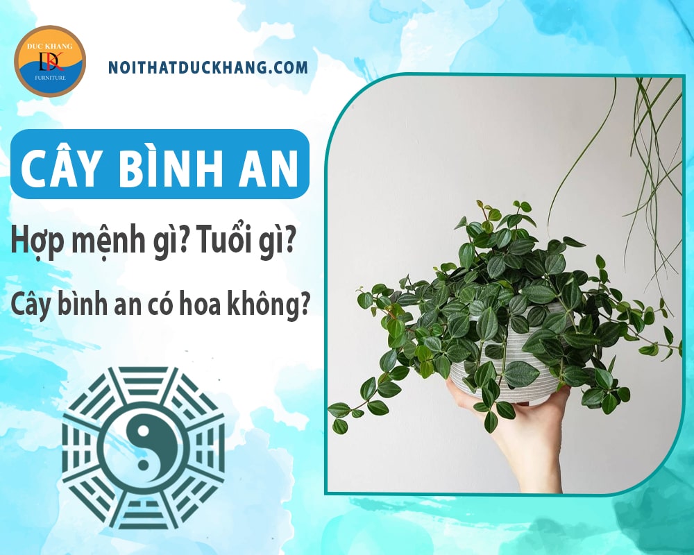 Cây bình an hợp mệnh gì? Tuổi gì? Cây bình an có hoa không?