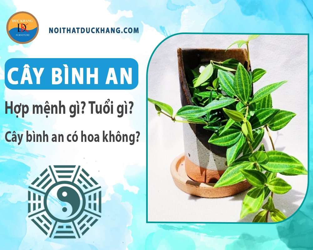 Cây bình an hợp mệnh gì? Tuổi gì? Cây bình an có hoa không?