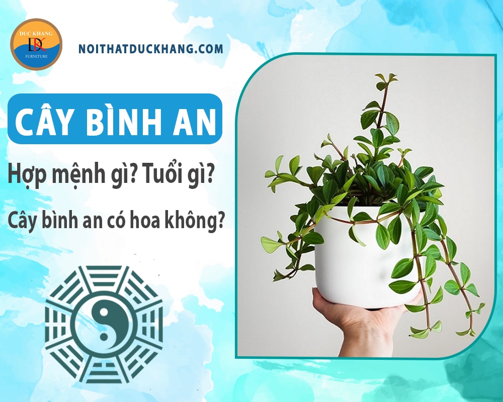 Cây bình an hợp mệnh gì? Tuổi gì? Cây bình an có hoa không?
