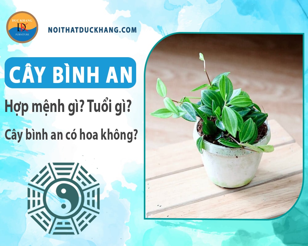 Cây bình an hợp mệnh gì? Tuổi gì? Cây bình an có hoa không?