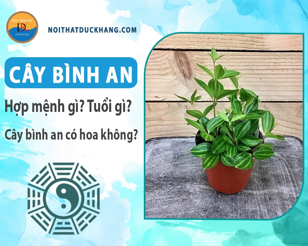 Cây bình an hợp mệnh gì? Tuổi gì? Cây bình an có hoa không?