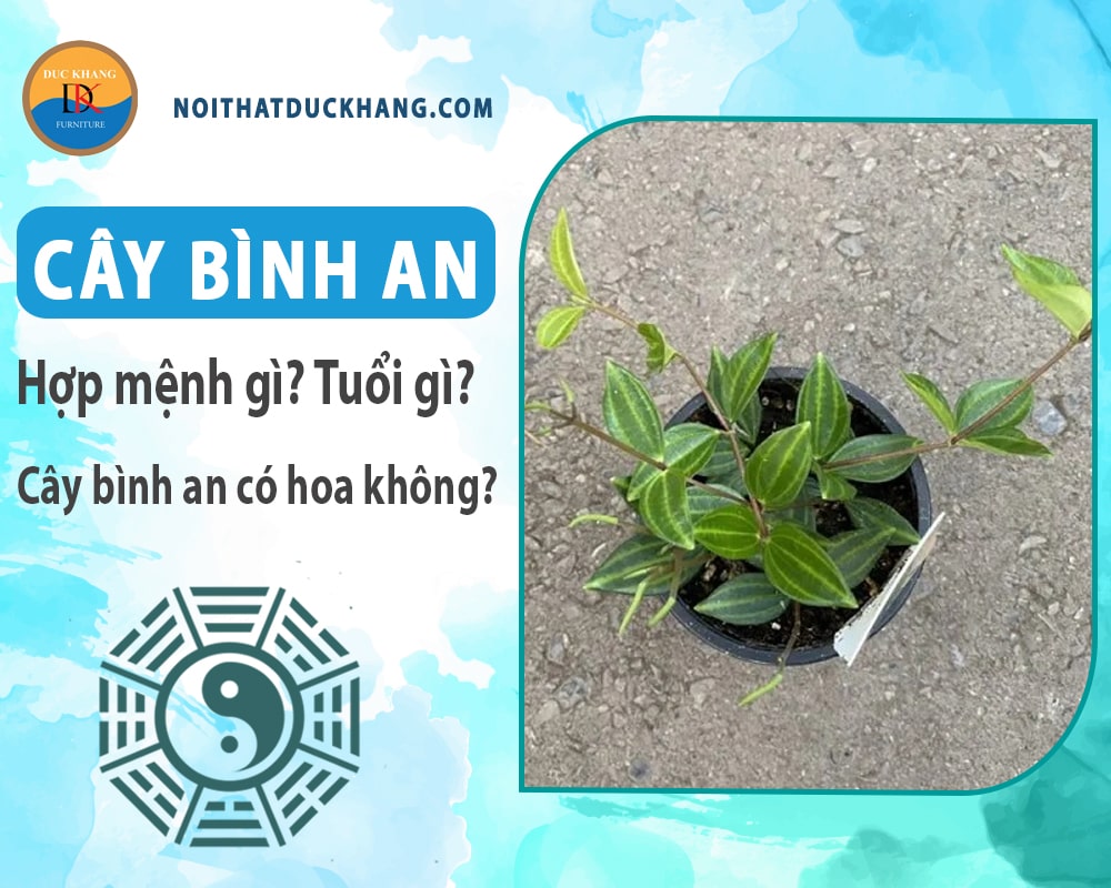 Cây bình an hợp mệnh gì? Tuổi gì? Cây bình an có hoa không?