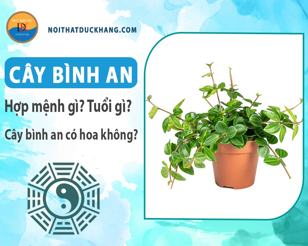 Cây bình an hợp mệnh gì? Tuổi gì? Cây bình an có hoa không?