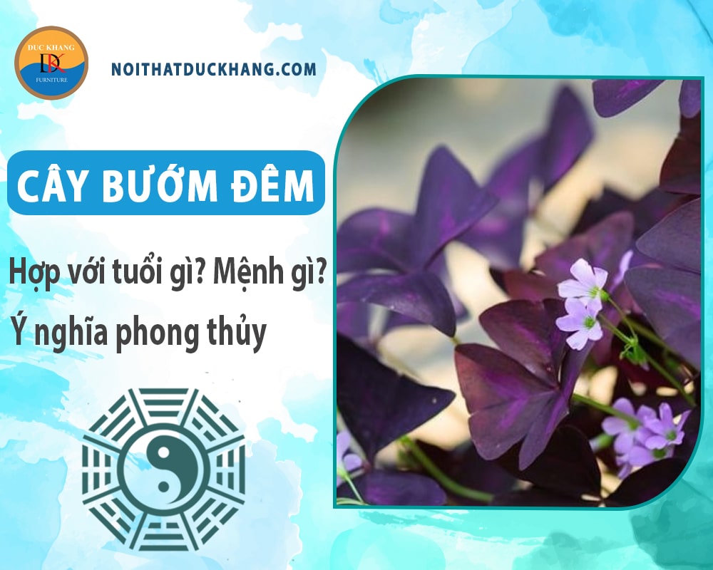 Cây bướm đêm hợp với tuổi gì? Mệnh gì? Ý nghĩa phong thủy