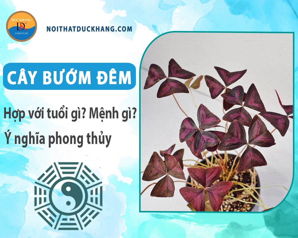 Cây bướm đêm hợp với tuổi gì? Mệnh gì? Ý nghĩa phong thủy