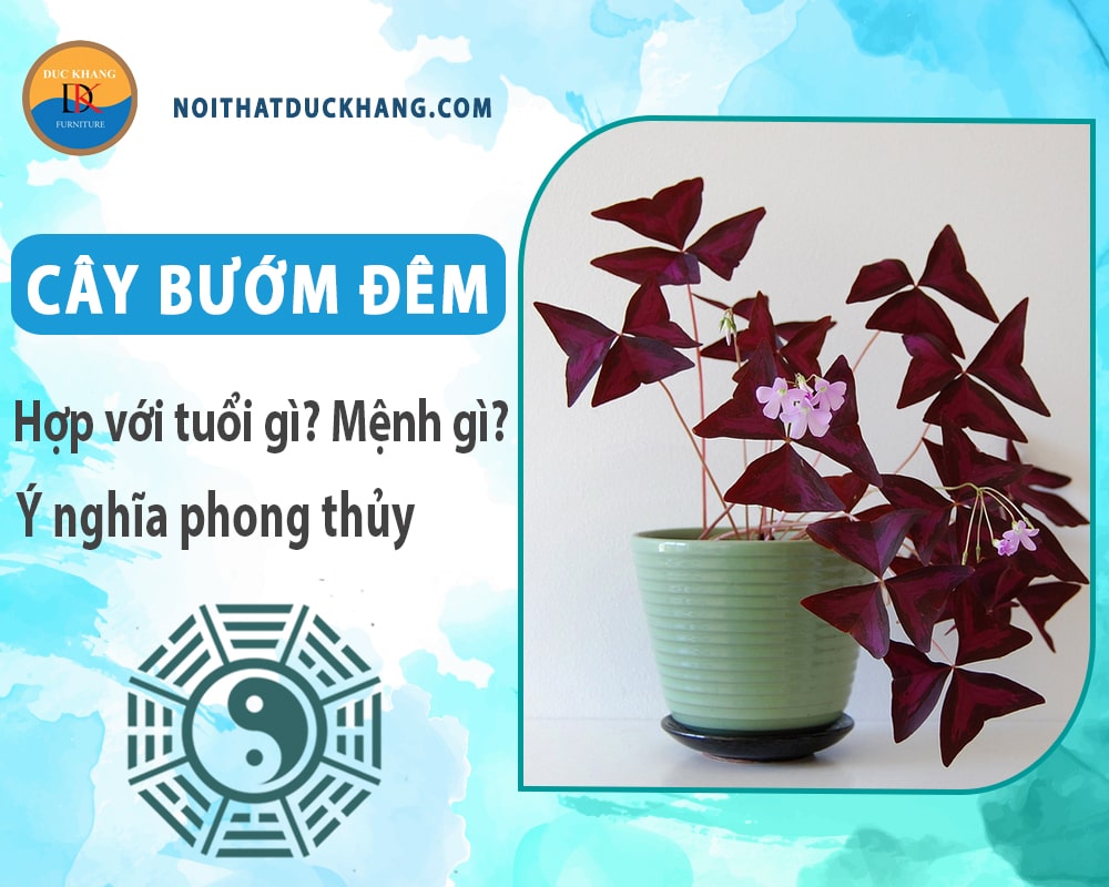 Cây bướm đêm hợp với tuổi gì? Mệnh gì? Ý nghĩa phong thủy