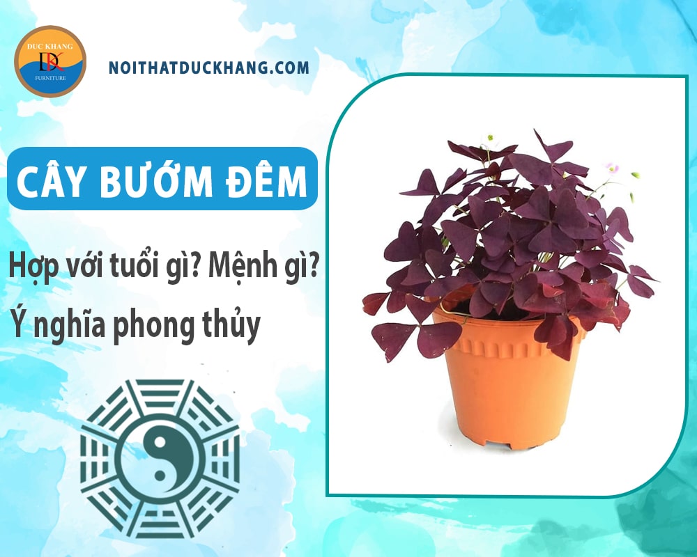 Cây bướm đêm hợp với tuổi gì? Mệnh gì? Ý nghĩa phong thủy