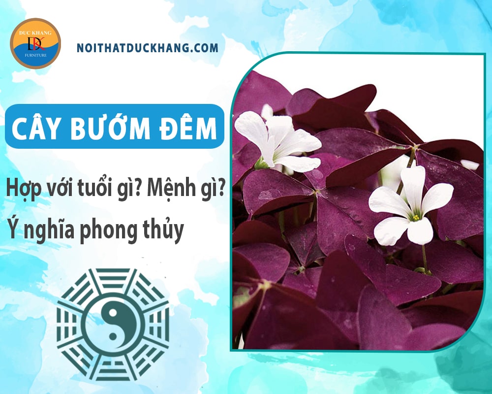 Cây bướm đêm hợp với tuổi gì? Mệnh gì? Ý nghĩa phong thủy