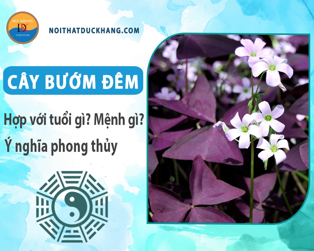 Cây bướm đêm hợp với tuổi gì? Mệnh gì? Ý nghĩa phong thủy