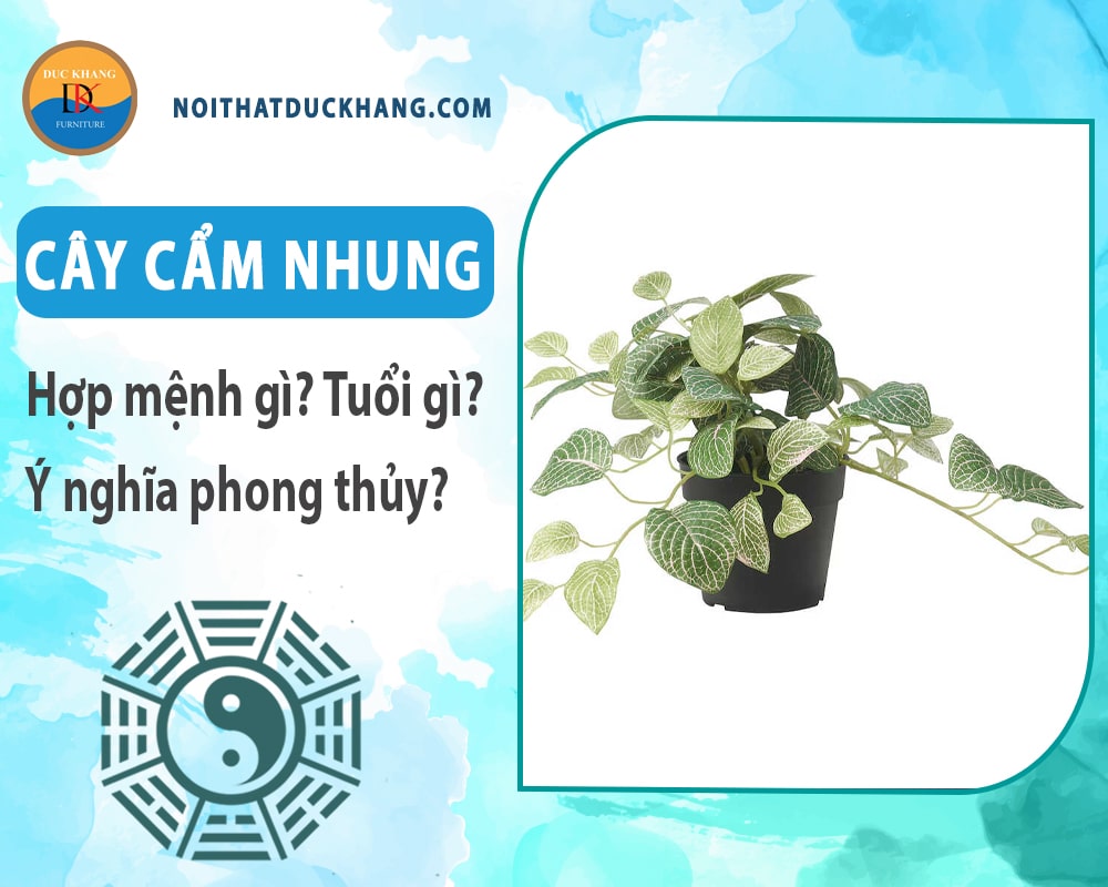 Cây cẩm nhung hợp mệnh gì? Tuổi gì? Ý nghĩa phong thủy?